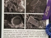 Ceragraph9 Ceragraph9