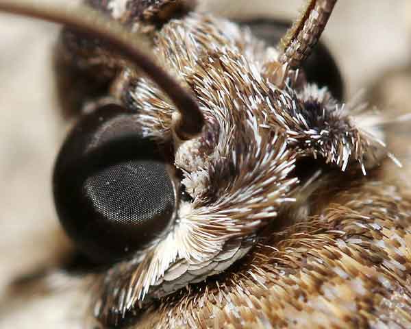 0224ctt-Moth-Close-Up-lores