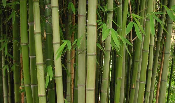 0723-bamboo-lo