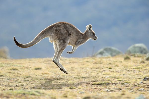 australia kangaroo lo res