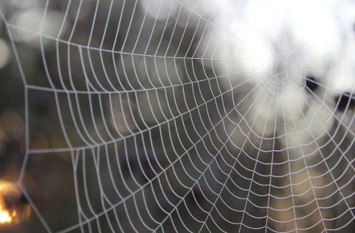 CTT-061515-Spider-Web