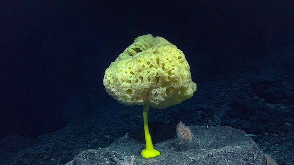 Sea sponges use protein filament to pattern silica deposition and build  intricate glass spicules - The American Ceramic Society