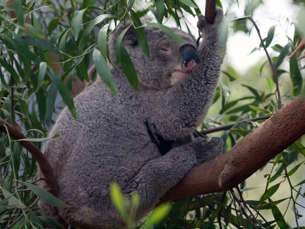 07-09 koala Eucalyptus
