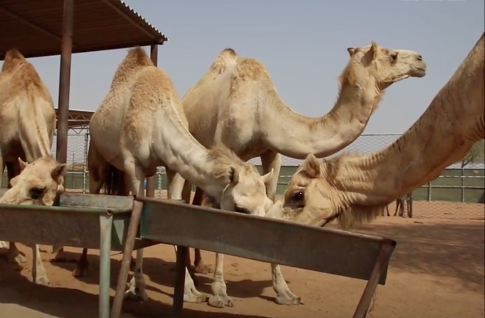 08-14 camels