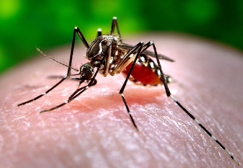 09-24 Aedes aegypti mosquito