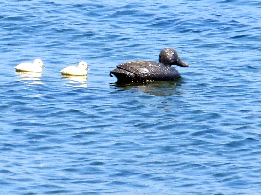 05-05 oily-duck