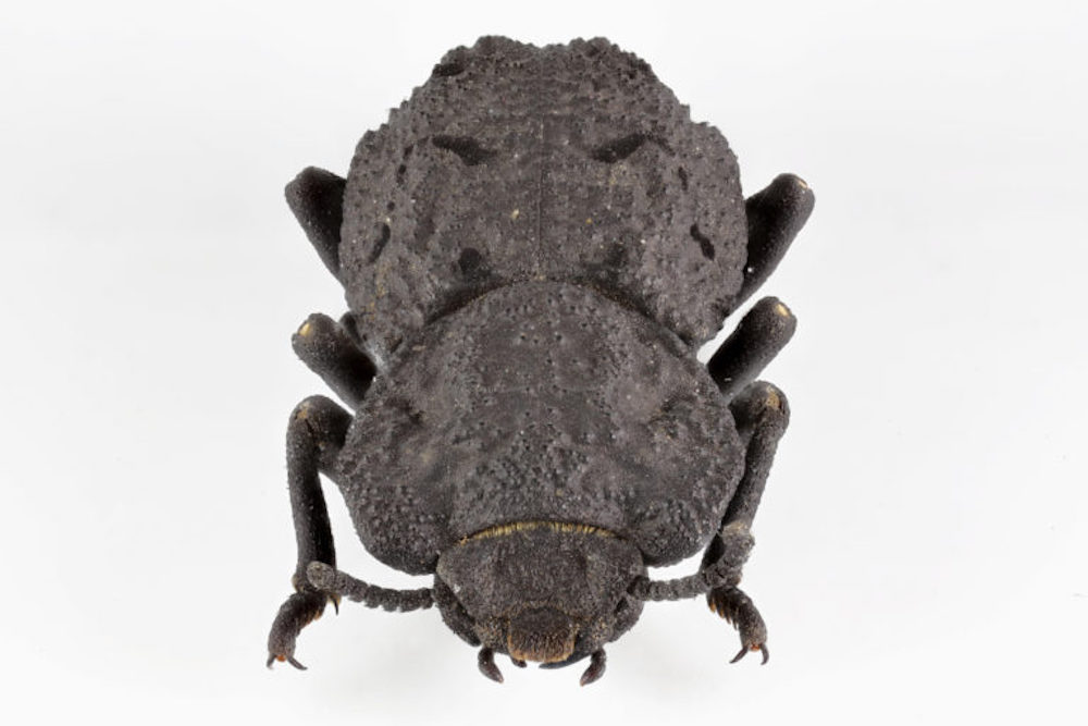 11-17 Ironclad-beetle