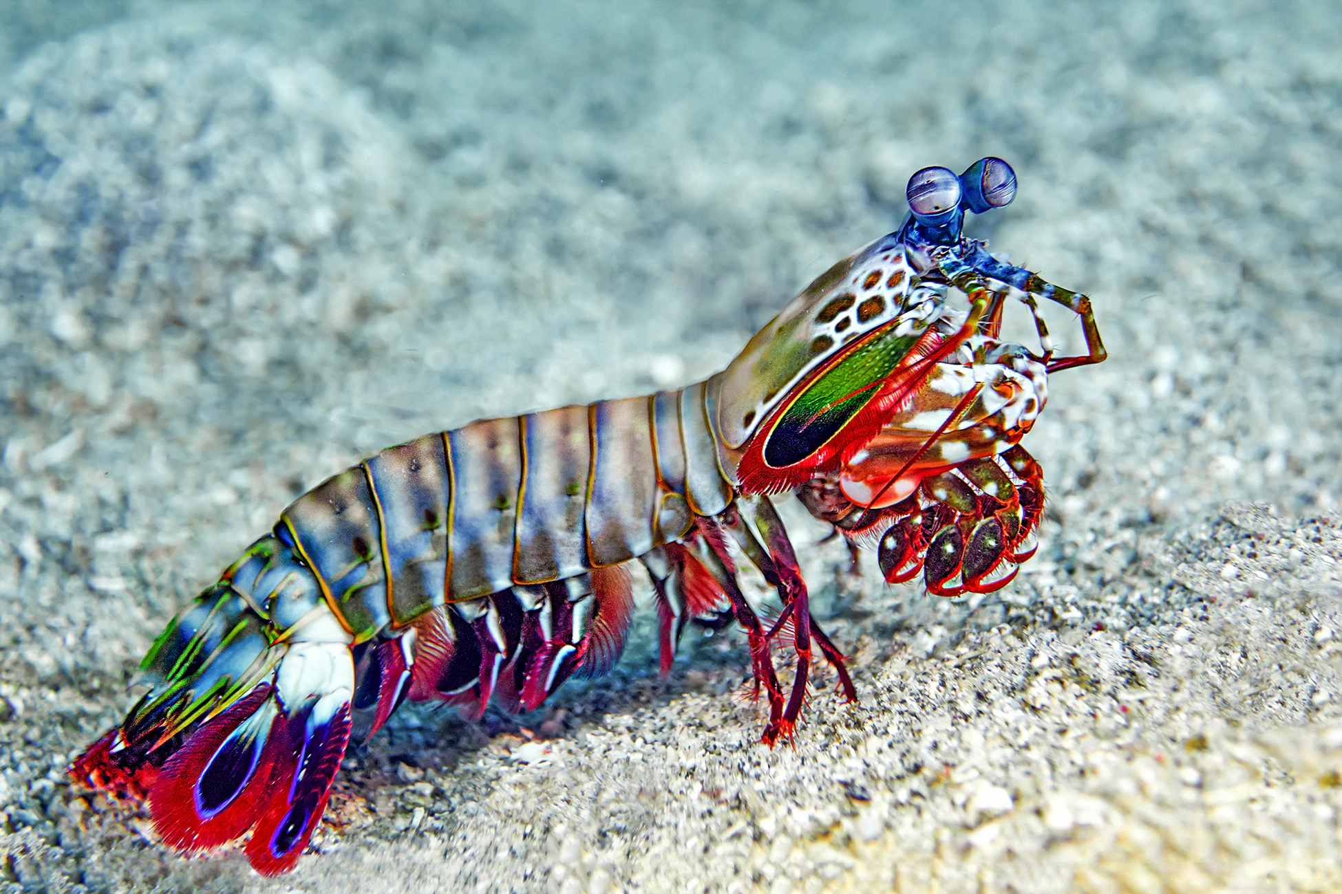 how does the mantis shrimp punch work?