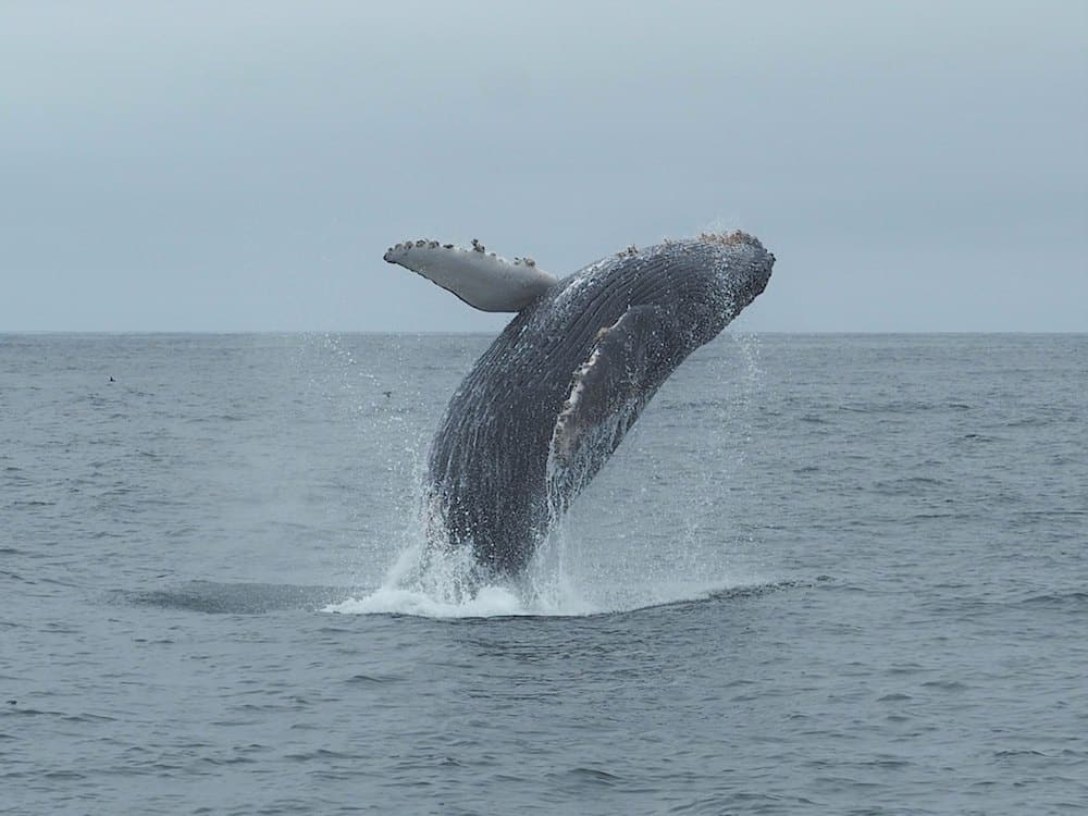 06-09 humpback whale