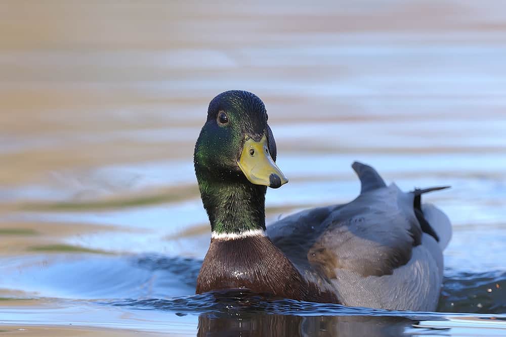 01-05 Mallard duck