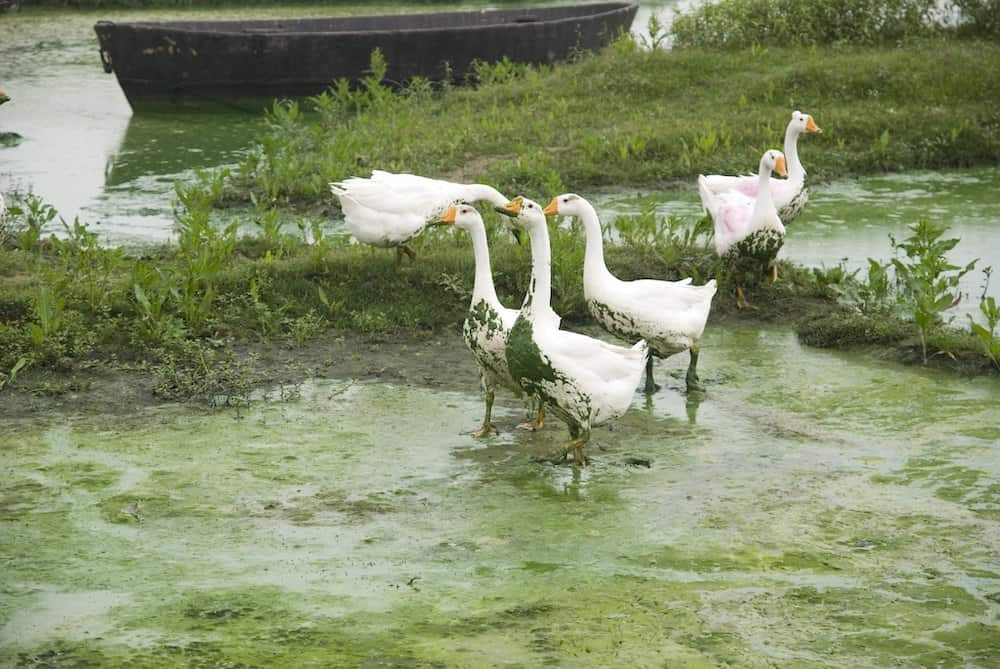 02-01 eutrophication algae China lake