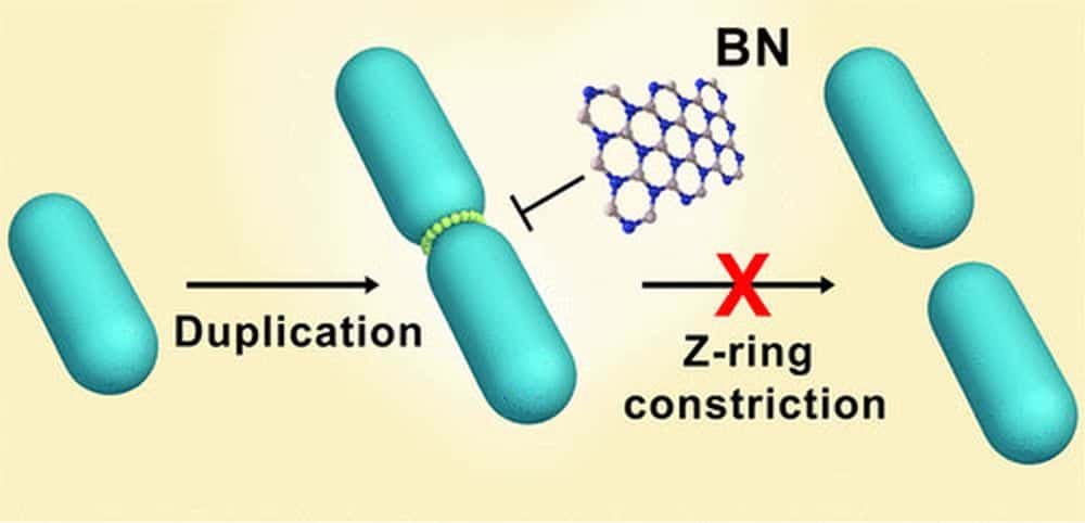 06-24 antibacterial boron nitride nanosheets