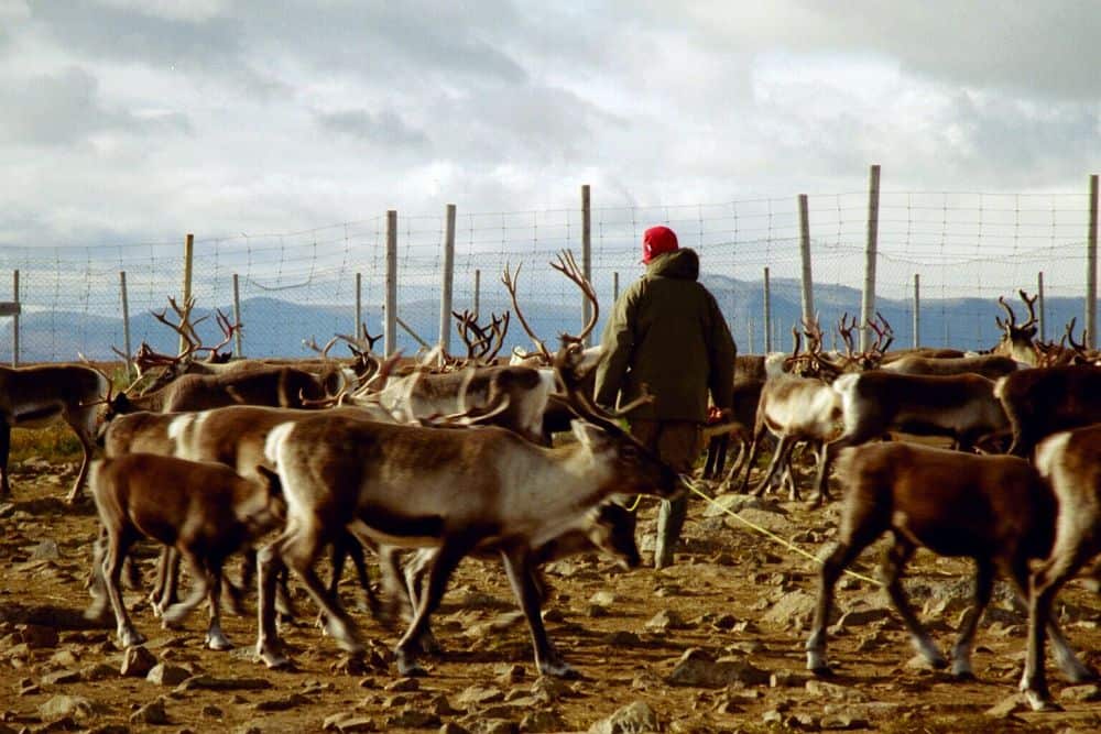 02-22 Sámi reindeer herder