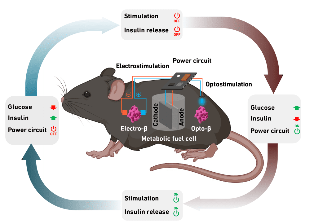 04-21 glucose management mouse model
