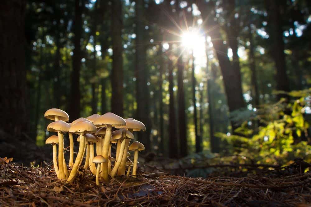 Mycelium: The Future of Building With Organics