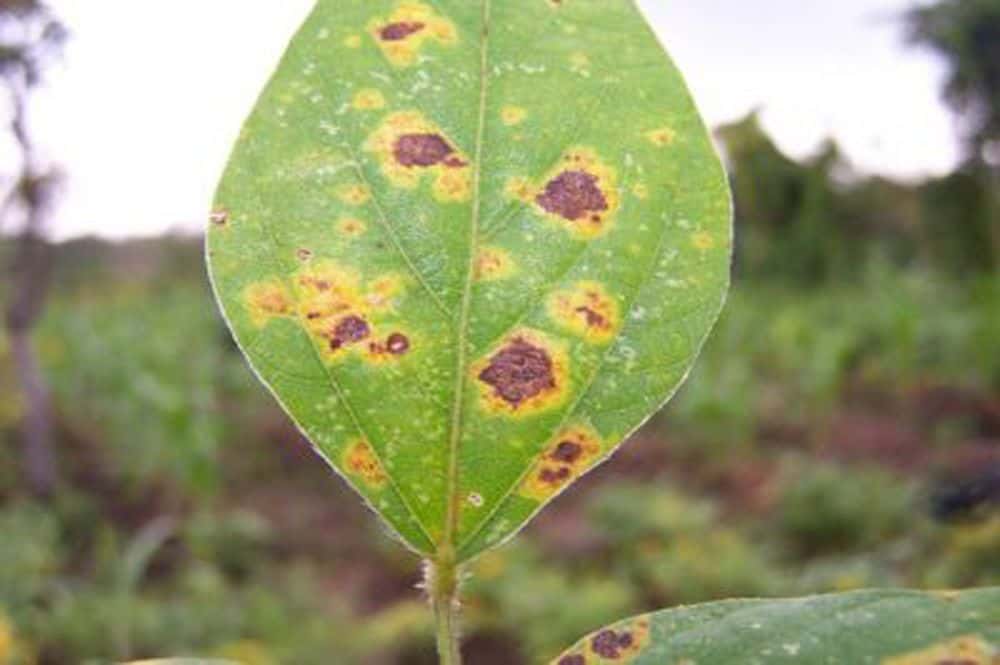 Soybean leaf infected with leaf disease
