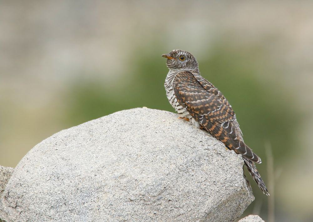 01-05 common cuckoo