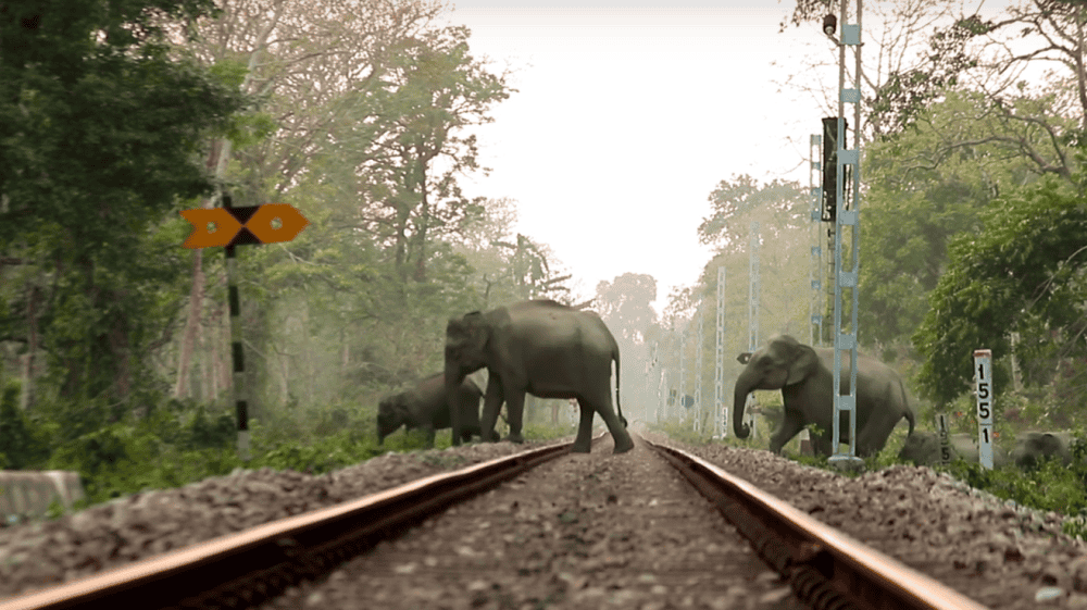 06-19 elephants crossing railway tracks