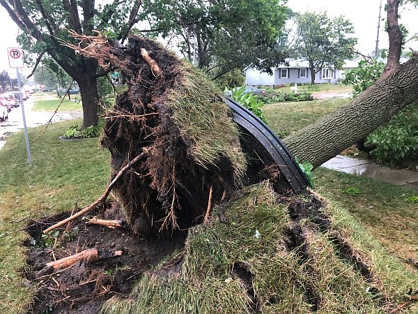 Picture of a completely uprooted tree